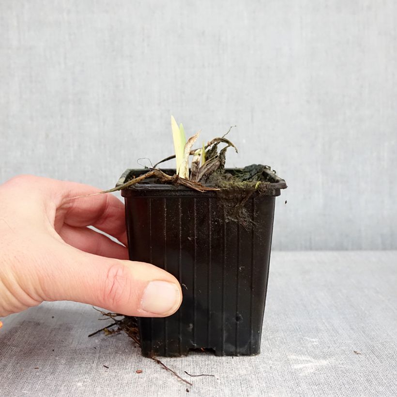 Hemerocallis Hot Wheels - Daylily 8/9 cm pot sample as delivered in winter