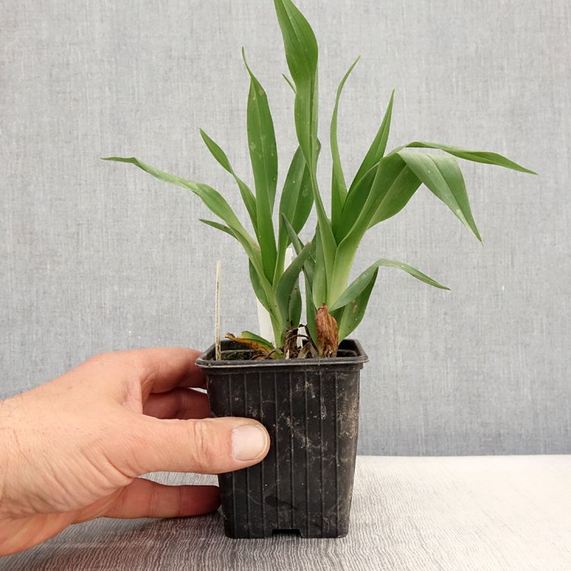 Hemerocallis Hot Wheels - Daylily 8/9 cm pot sample as delivered in spring