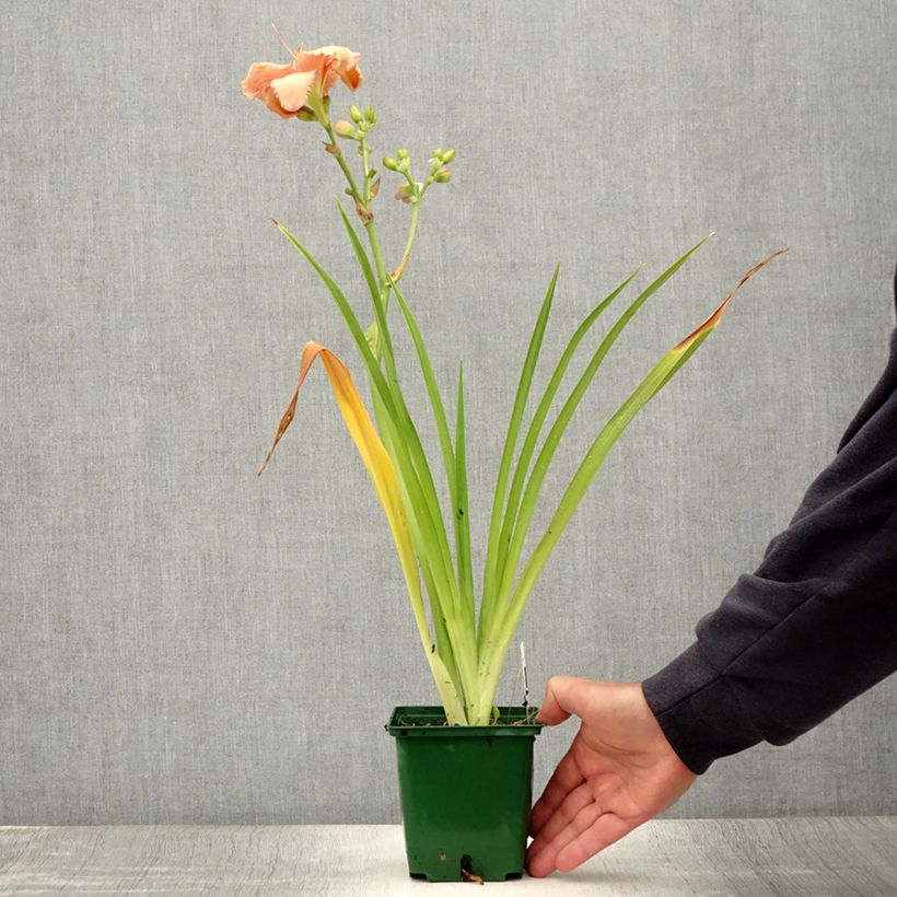 Hemerocallis Janice Brown - Daylily 1L/1.5L pot sample as delivered in summer