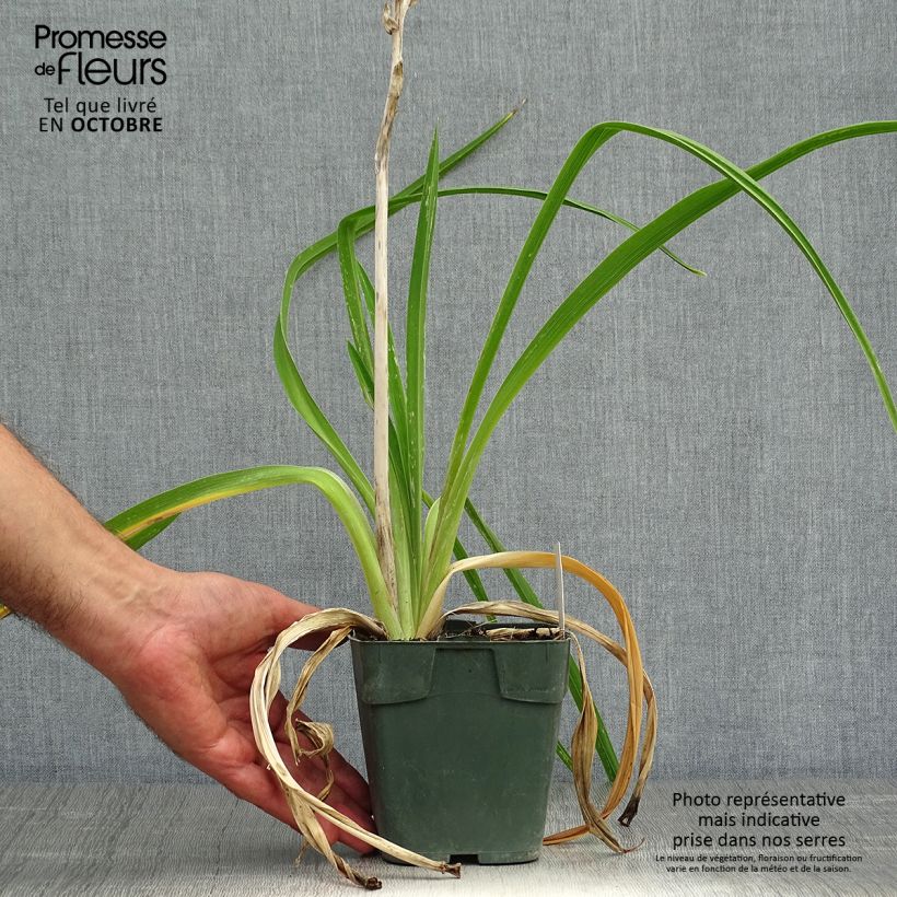 Hemerocallis Jolly Hearts - Daylily 8/9 cm pot sample as delivered in autumn