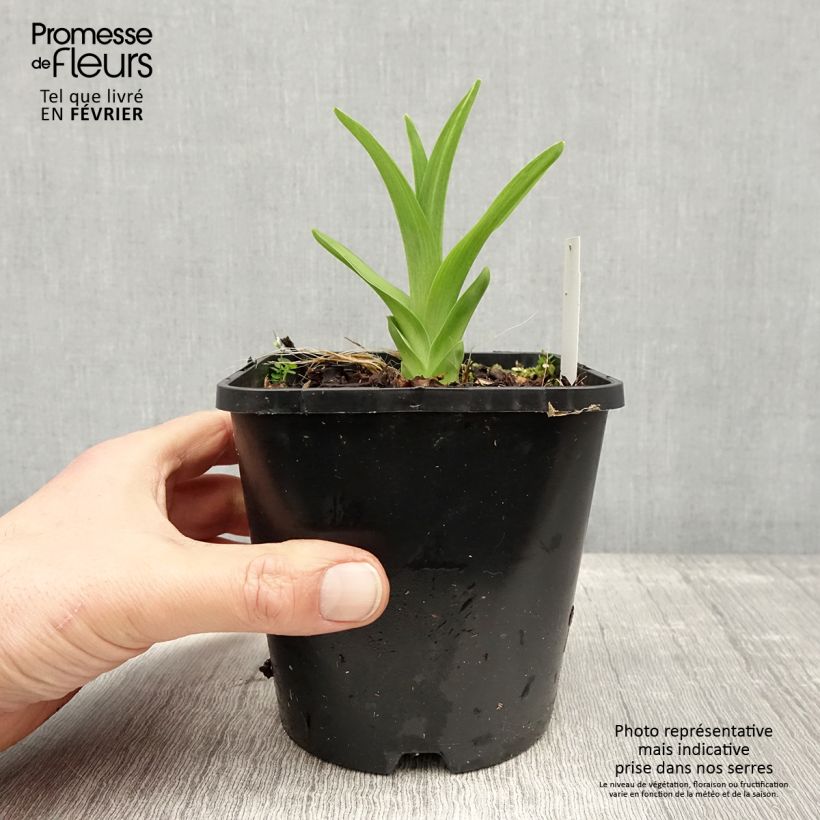 Hemerocallis Lacy Doily - Daylily 1L/1.5L pot sample as delivered in winter