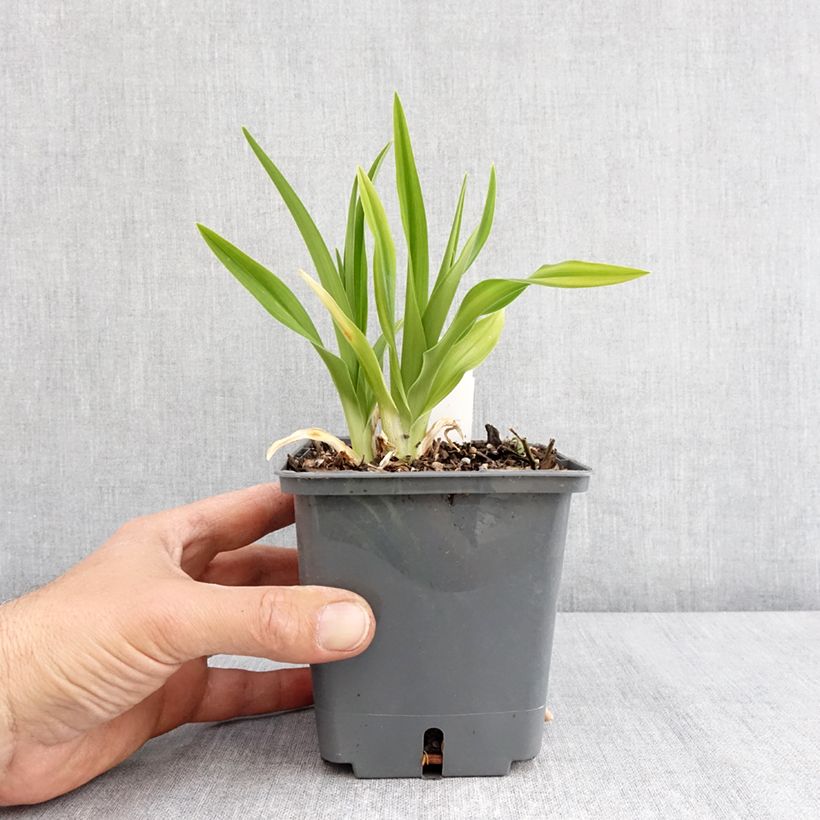 Hemerocallis Land of Cotton - Daylily 1L/1.5L pot sample as delivered in spring