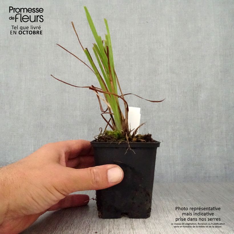 Hemerocallis lilioasphodelus - Daylily 8/9 cm pot sample as delivered in autumn