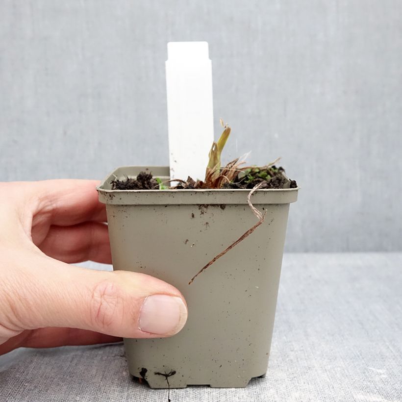 Hemerocallis Lucretius - Daylily 8/9 cm pot sample as delivered in winter