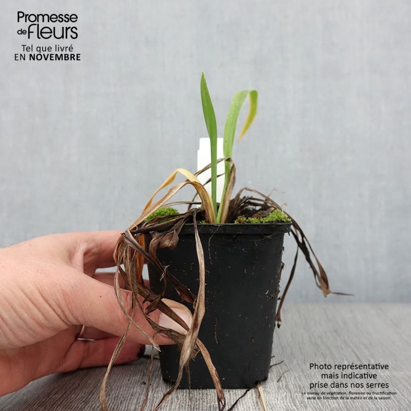 Hemerocallis Lullaby Baby - Daylily 8/9 cm pot sample as delivered in autumn