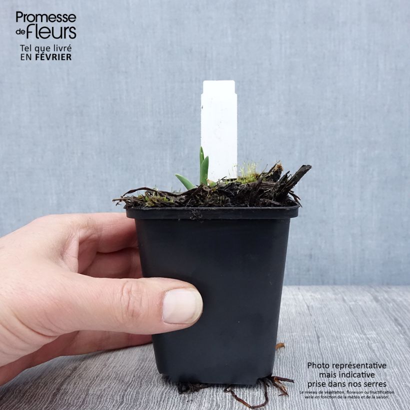 Hemerocallis Lullaby Baby - Daylily 8/9 cm pot sample as delivered in winter