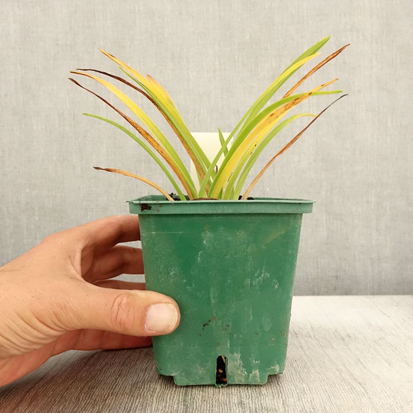 Hemerocallis Luxury Lace - Daylily 1L/1.5L pot sample as delivered in autumn