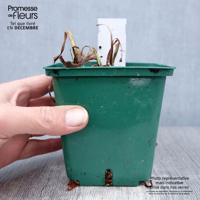 Hemerocallis Luxury Lace - Daylily 1L/1.5L pot sample as delivered in winter