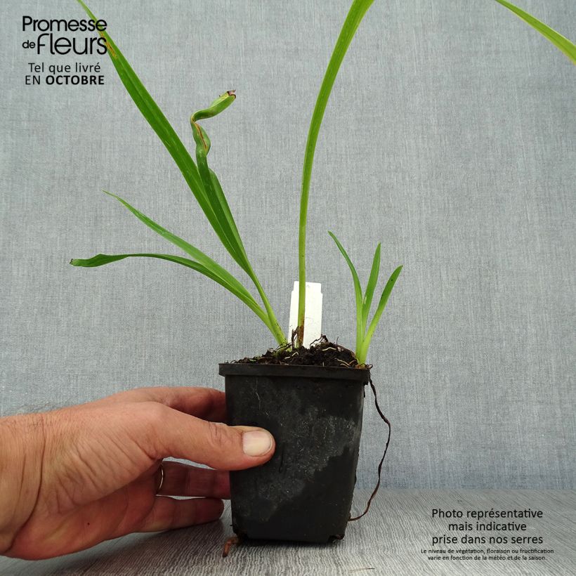 Hemerocallis Margaret Perry - Daylily 8/9 cm pot sample as delivered in autumn