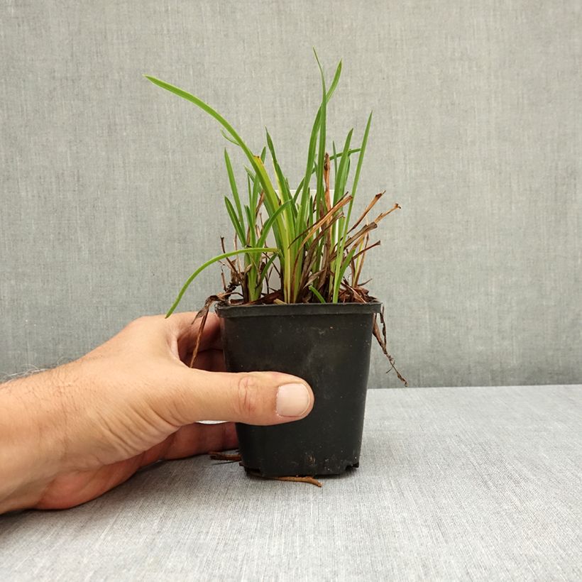Hemerocallis Mauna Loa - Daylily 8/9 cm pot sample as delivered in summer