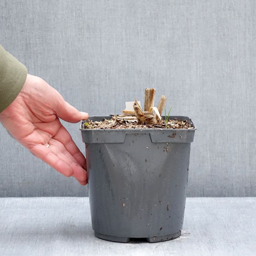 Hemerocallis Mauna Loa - Daylily 2L/3L pot sample as delivered in winter