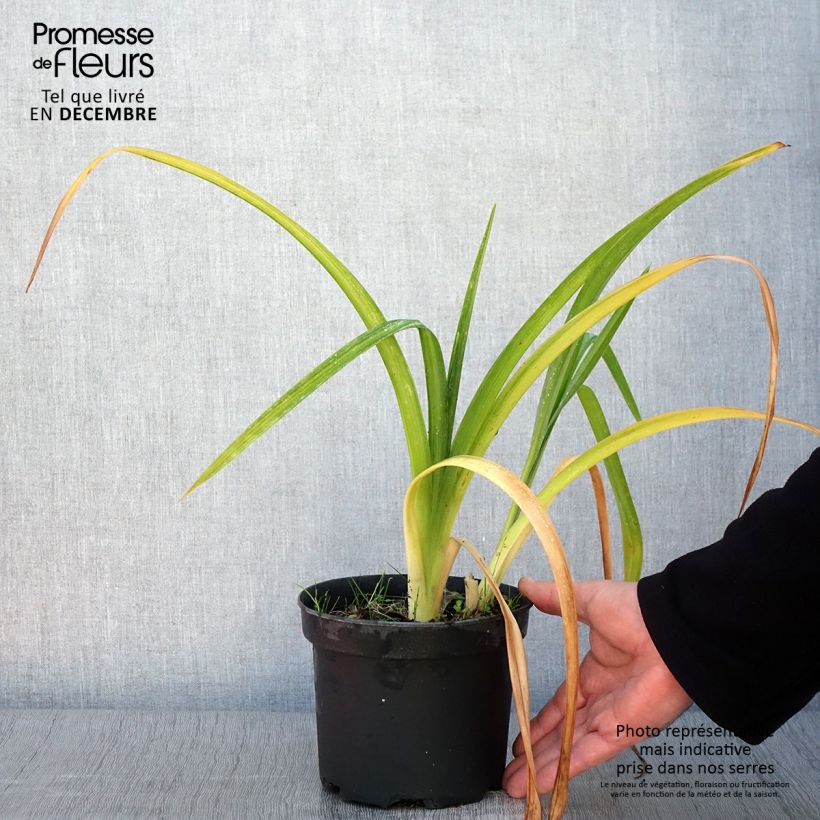 Hemerocallis Mildred Mitchell - Daylily 2L/3L pot sample as delivered in autumn