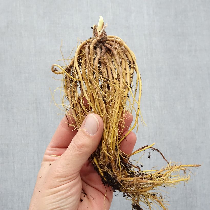 Hemerocallis Mini stella - Daylily Bare root sample as delivered in winter