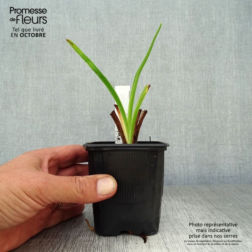 Hemerocallis Moonlight Masquerade - Daylily 8/9 cm pot sample as delivered in autumn