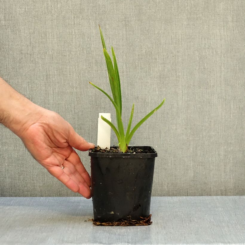 Hemerocallis Moonlight Masquerade - Daylily 1.5L/2L pot sample as delivered in autumn
