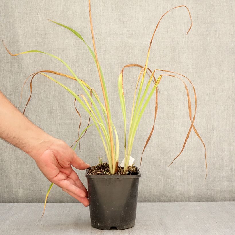 Hemerocallis Moonlight Masquerade - Daylily 1.5L/2L pot sample as delivered in summer