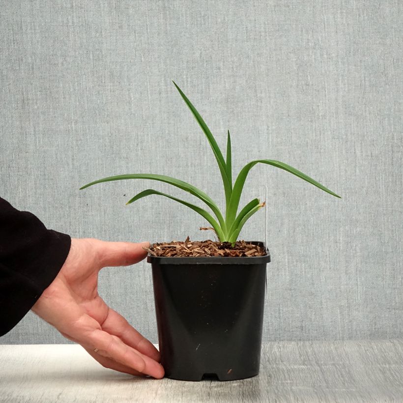 Hemerocallis Moonlight Masquerade - Daylily 1.5L/2L pot sample as delivered in spring