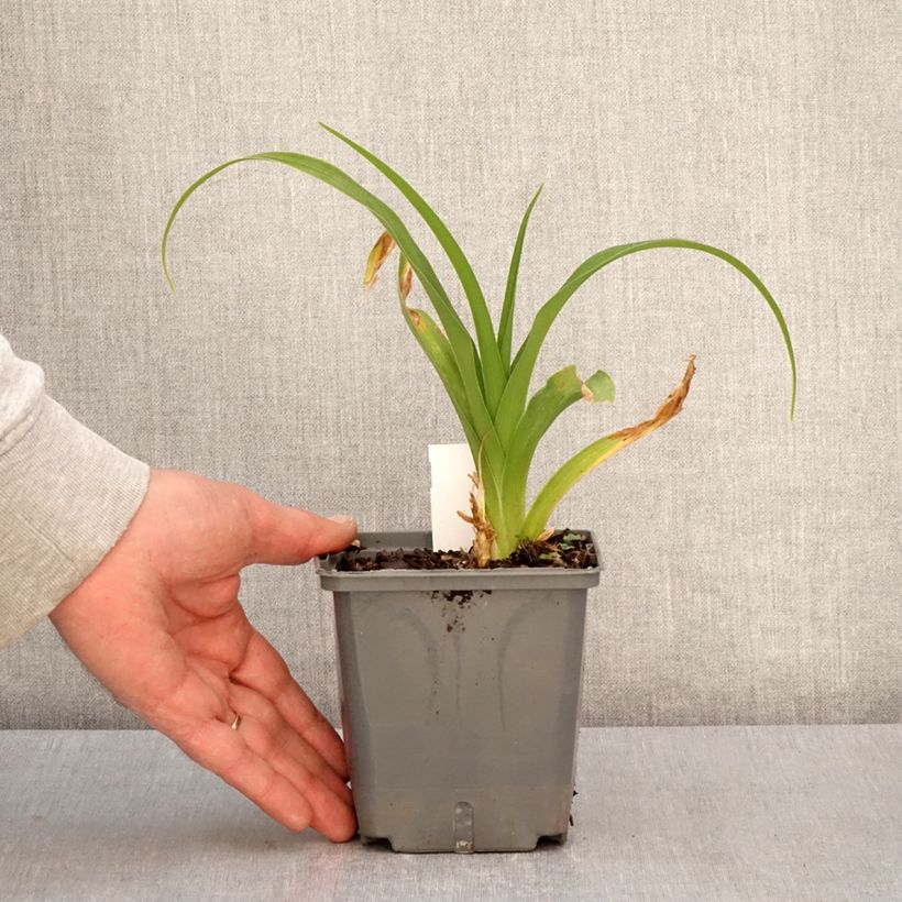 Hemerocallis Nagasaki - Daylily 1L/1.5L pot sample as delivered in spring