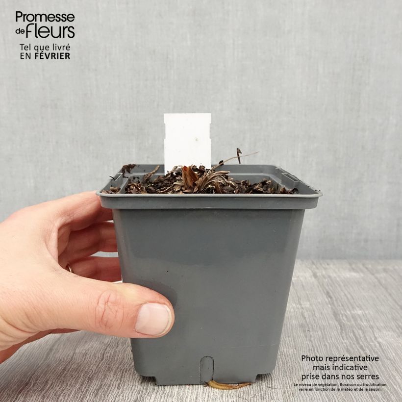 Hemerocallis Natures Crown - Daylily 1L/1.5L pot sample as delivered in winter