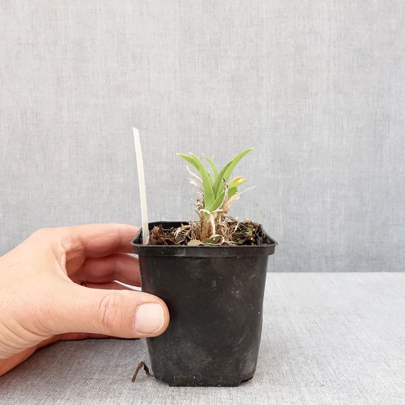 Hemerocallis Olive Bailey Langdon - Daylily 8/9 cm pot sample as delivered in spring