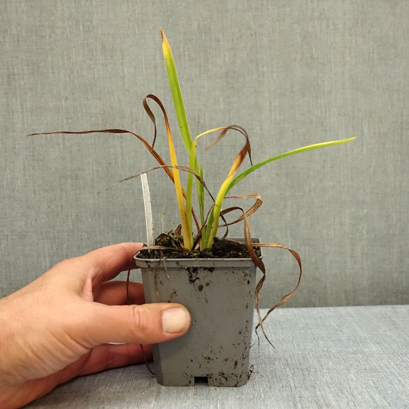 Hemerocallis On and On - Daylily 8/9 cm pot sample as delivered in autumn