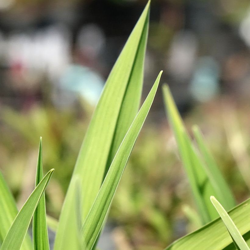Hemerocallis On and On - Daylily (Foliage)