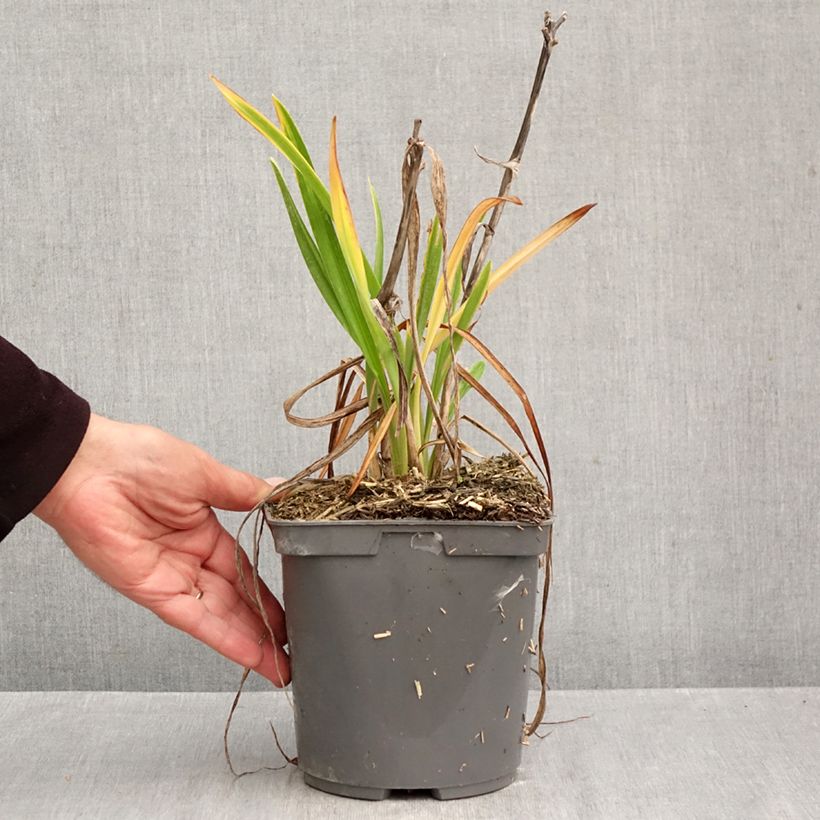 Hemerocallis On and On - Daylily 2L/3L pot sample as delivered in autumn