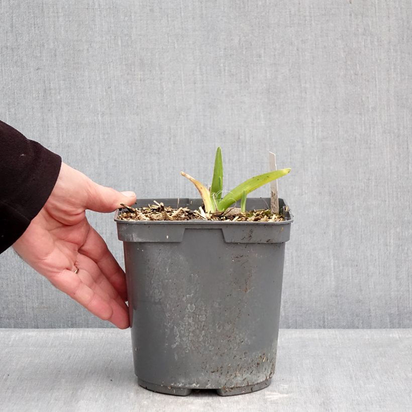 Hemerocallis On and On - Daylily 2L/3L pot sample as delivered in winter