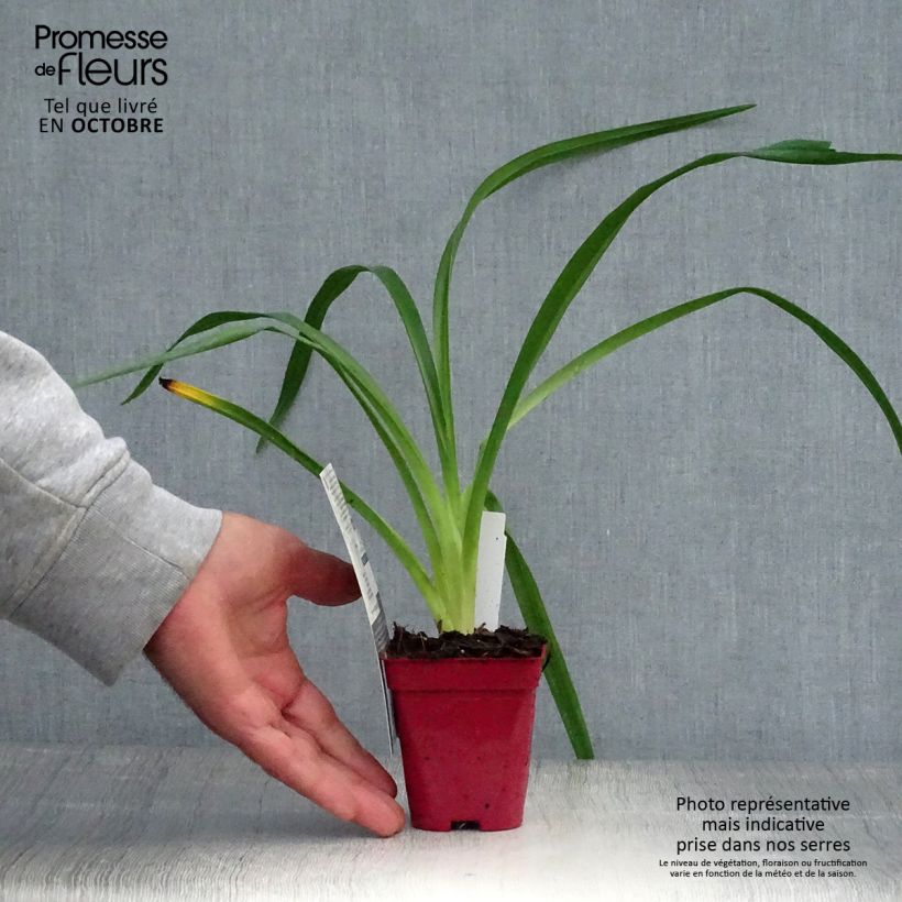 Hemerocallis Orange Prelude - Daylily 8/9 cm pot sample as delivered in autumn
