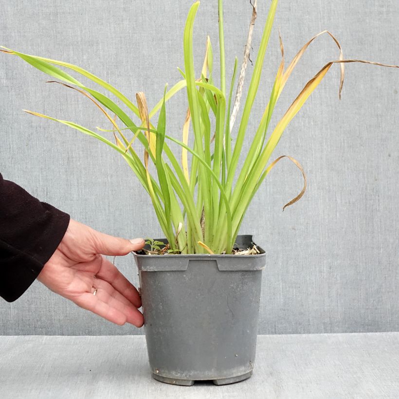 Hemerocallis Gentle Shepherd - Daylily 2L/3L pot sample as delivered in autumn