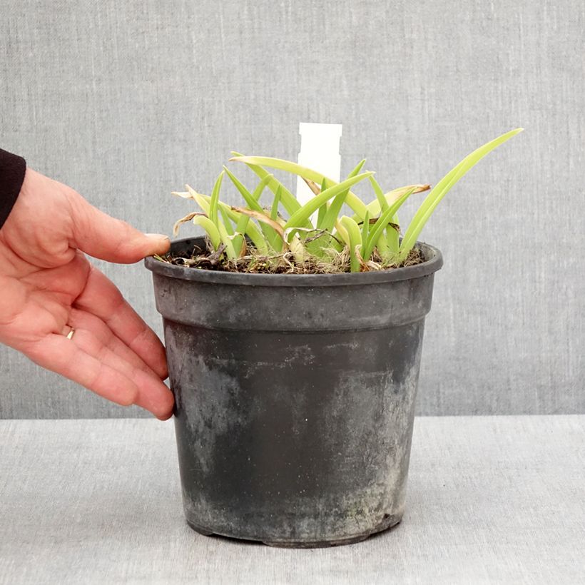 Hemerocallis Gentle Shepherd - Daylily 2L/3L pot sample as delivered in spring