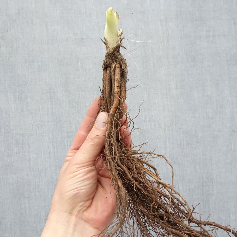 Hemerocallis Gentle Shepherd - Daylily Bare root sample as delivered in winter