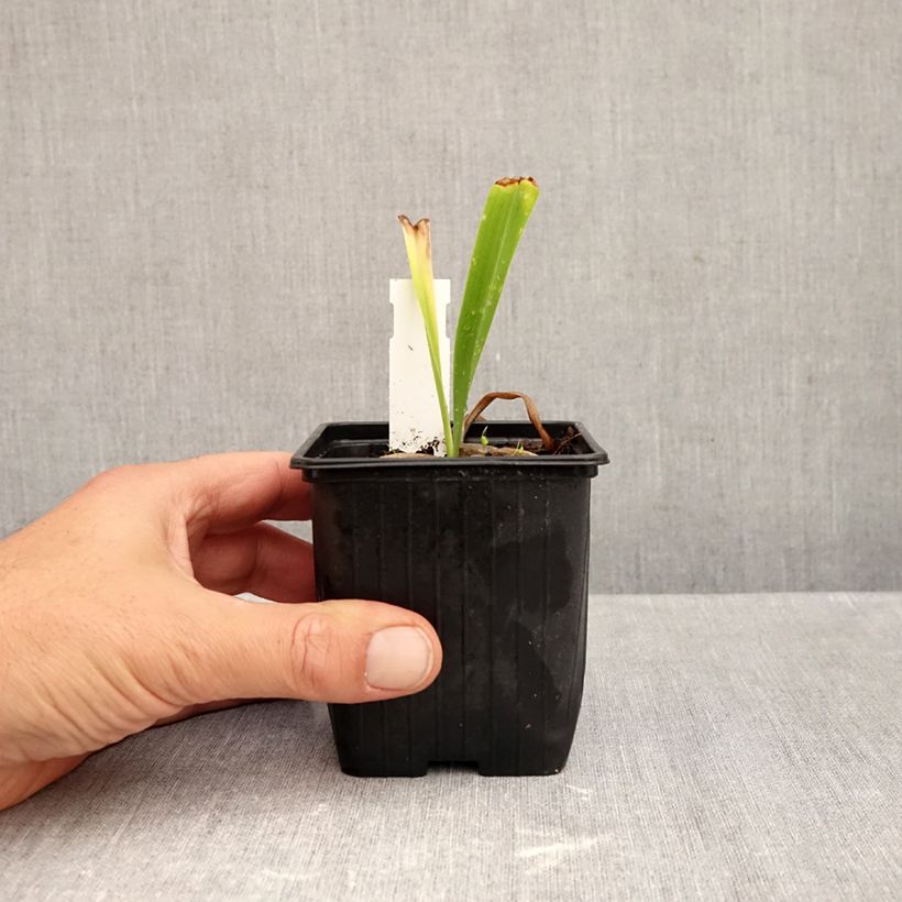 Hemerocallis Patricia Jojo - Daylily 8/9 cm pot sample as delivered in autumn