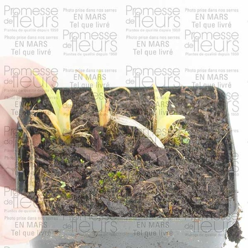 Example of Hémérocalle Pandora s Box Godet de 8/9 cm specimen as delivered