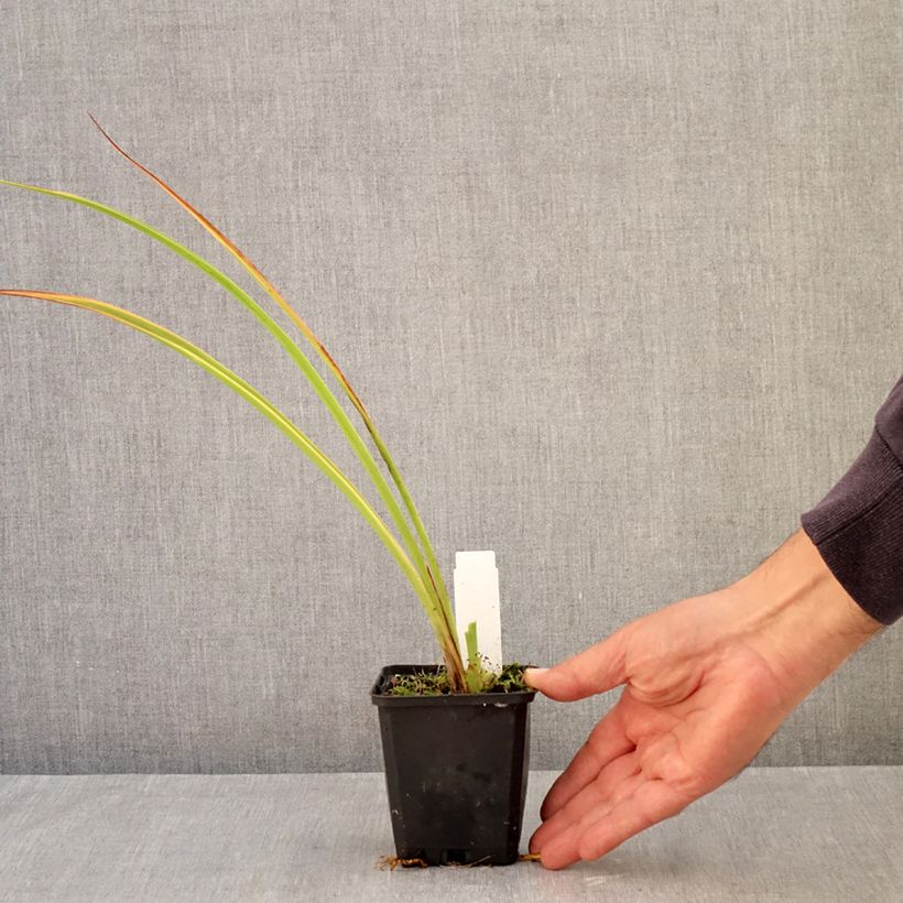 Hemerocallis Pandoras Box - Daylily 8/9 cm pot sample as delivered in autumn