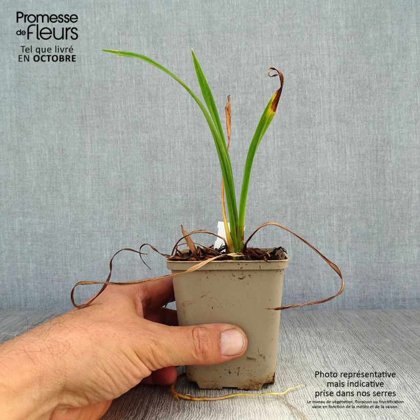 Hemerocallis Pardon Me - Daylily 8/9 cm pot sample as delivered in autumn