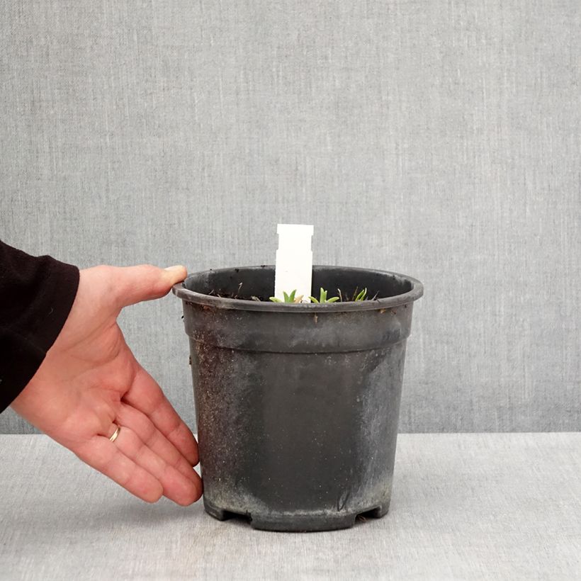 Hemerocallis Pardon Me - Daylily 2L/3L pot sample as delivered in spring