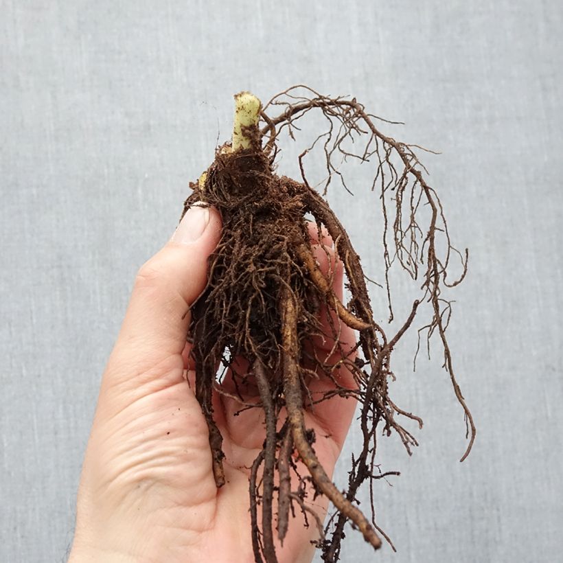 Hemerocallis Pardon Me - Daylily Bare root sample as delivered in winter