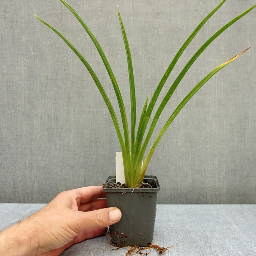 Hemerocallis Piano Man - Daylily 8/9 cm pot sample as delivered in autumn