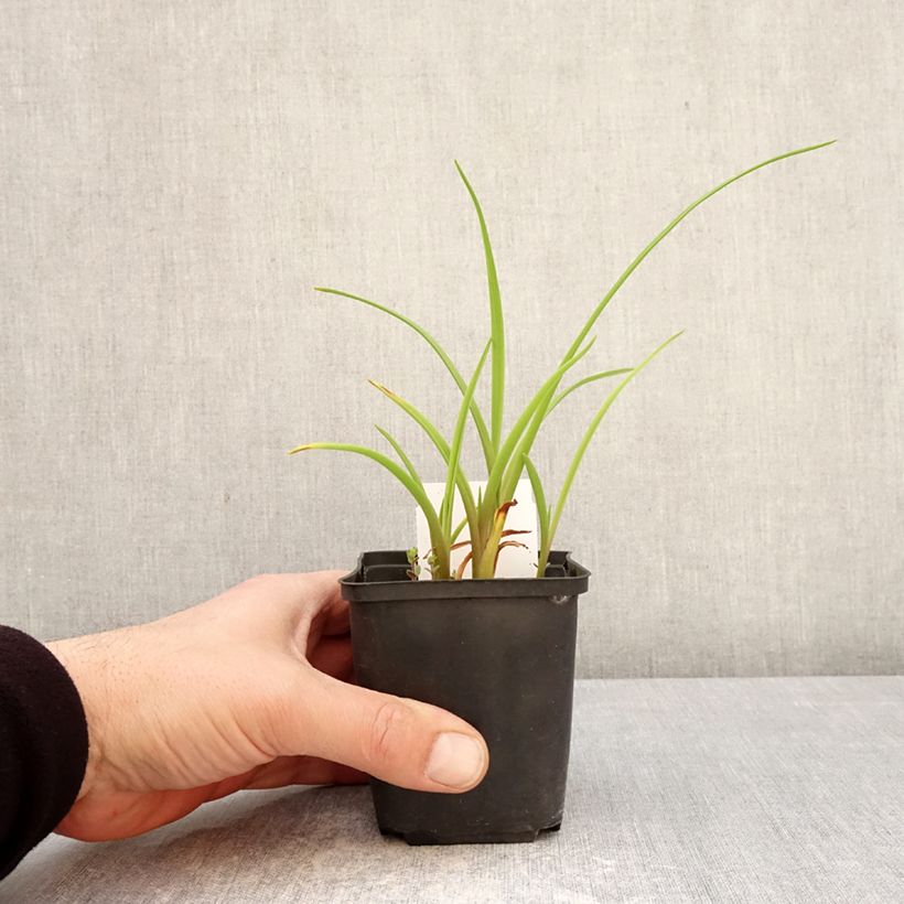 Hemerocallis Piano Man - Daylily 8/9 cm pot sample as delivered in spring