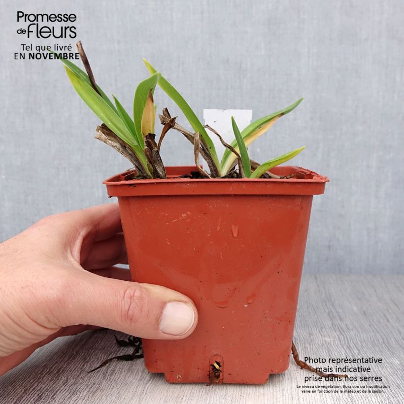 Hemerocallis Piano Man - Daylily 1L/1.5L pot sample as delivered in autumn