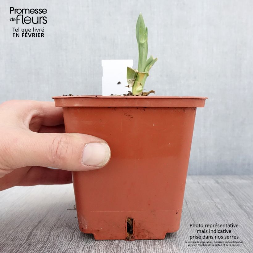 Hemerocallis Poogie - Daylily 1L/1.5L pot sample as delivered in winter