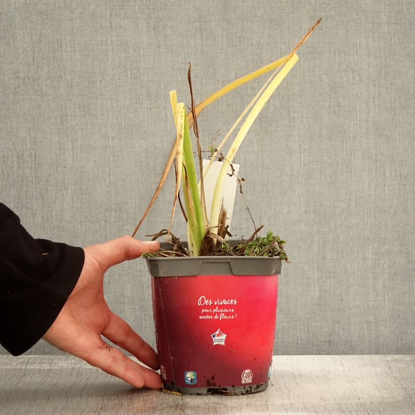 Hemerocallis Red Rum - Daylily 2L/3L pot sample as delivered in autumn