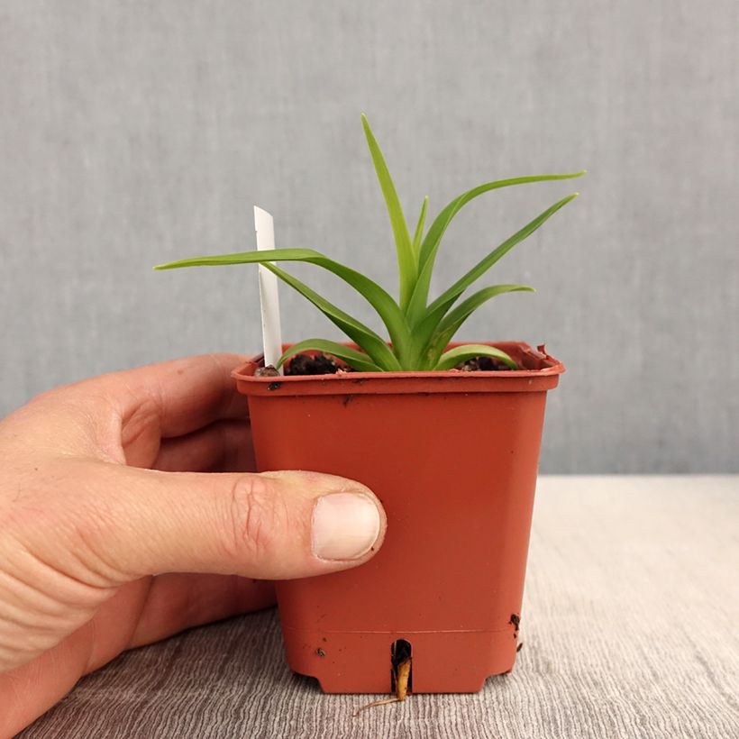 Hemerocallis Roswitha - Daylily 8/9 cm pot sample as delivered in spring