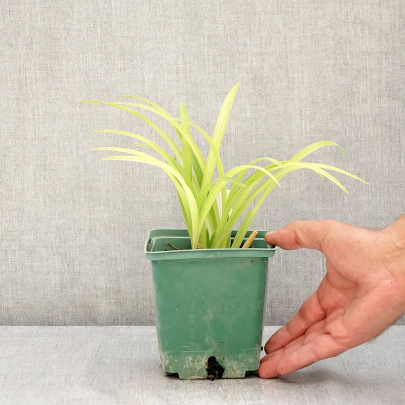 Hemerocallis Roswitha - Daylily 1.5L/2L pot sample as delivered in summer