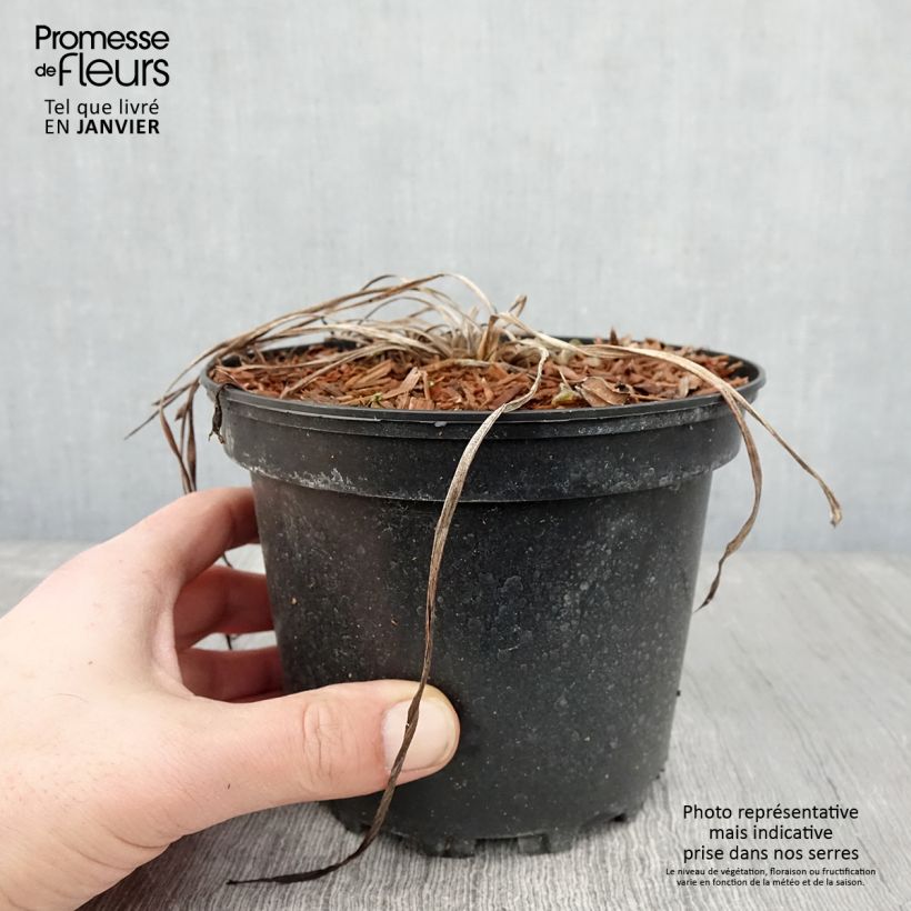 Hemerocallis Rosy Returns - Daylily 2L/3L pot sample as delivered in winter