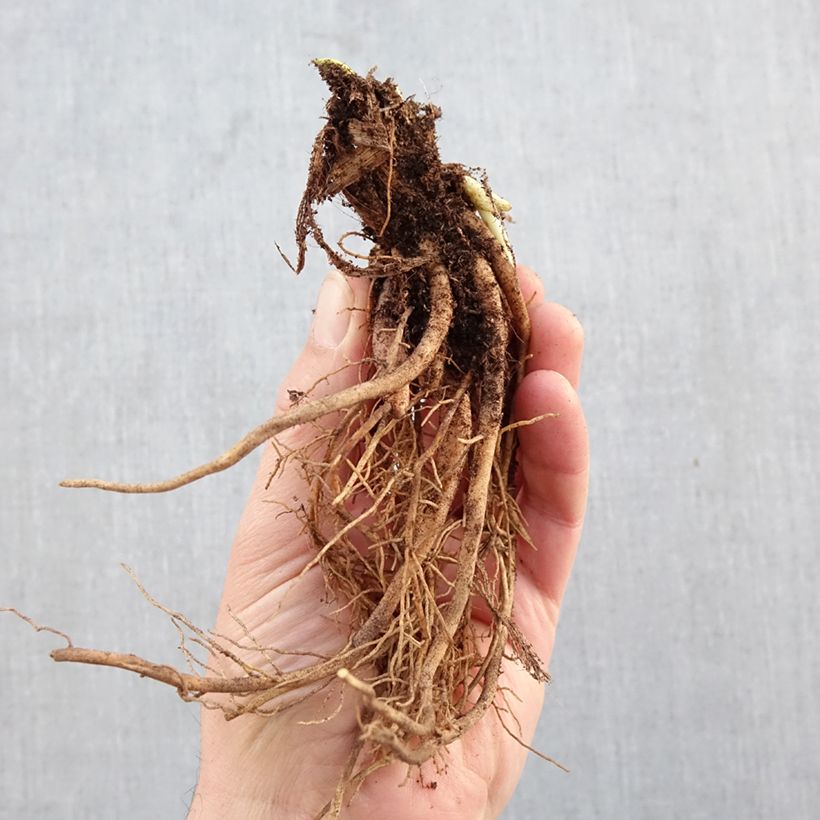 Hemerocallis Rosy Returns - Daylily Bare root sample as delivered in winter