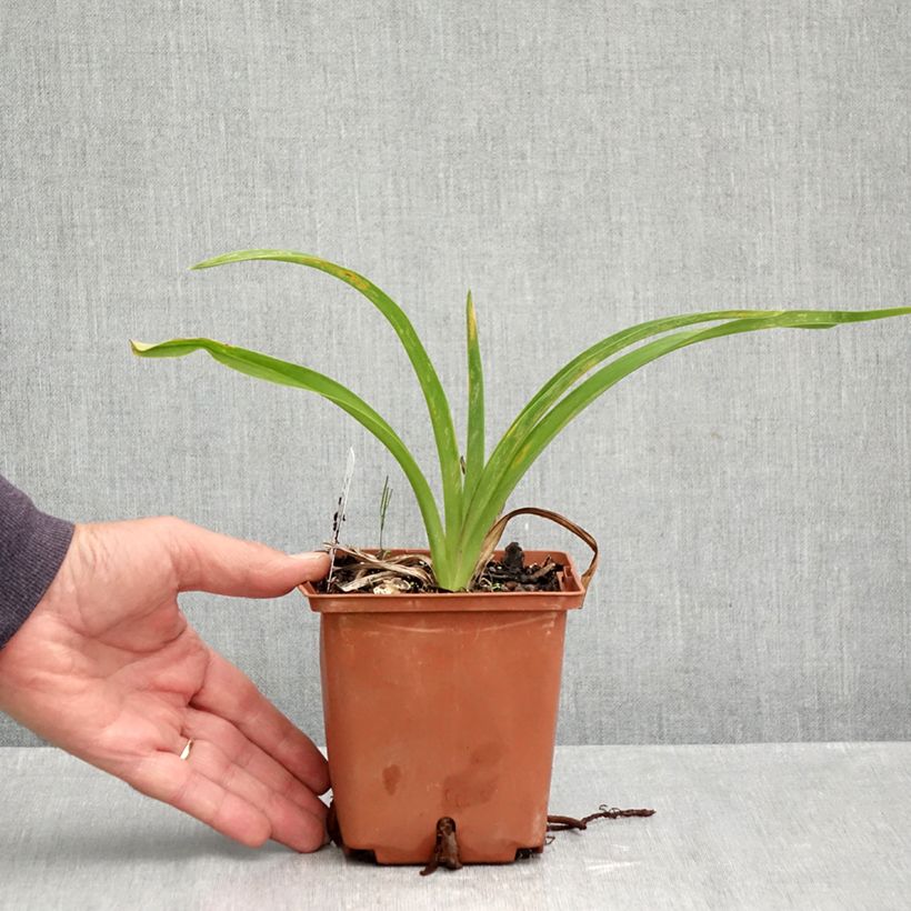 Hemerocallis Sabine Baur - Daylily 1L/1.5L pot sample as delivered in autumn
