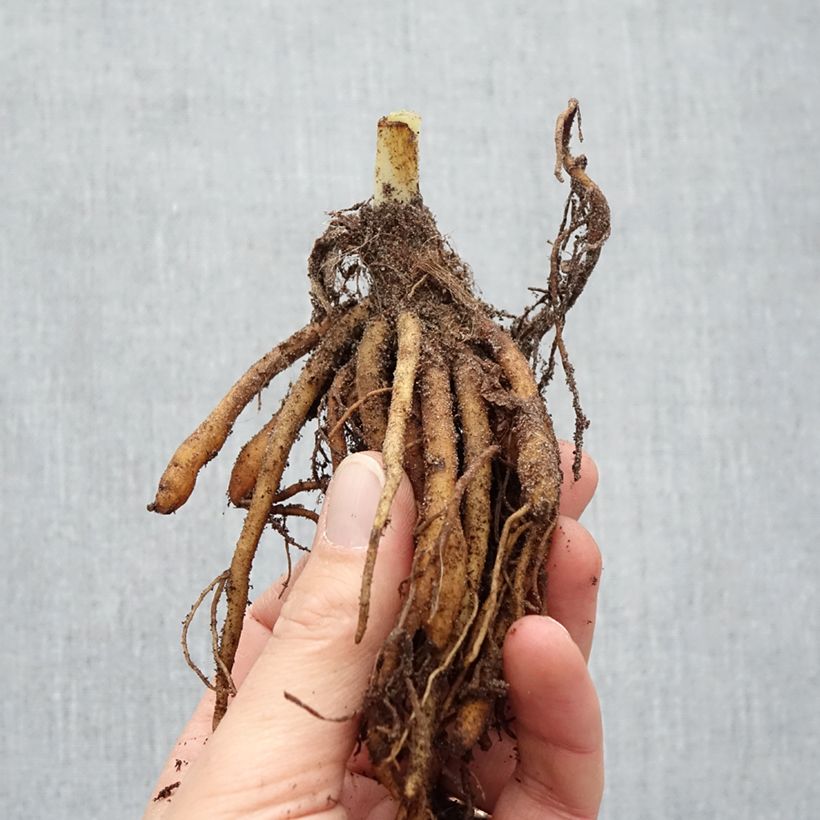 Hemerocallis Sabine Baur - Daylily Bare root sample as delivered in winter