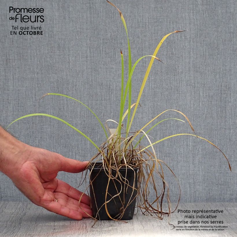 Hemerocallis Sammy Russel - Daylily 8/9 cm pot sample as delivered in autumn